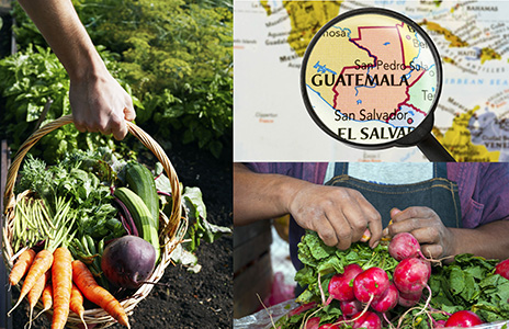 Left: basket of beets, carrots and green beans. Lower right: man harvesting rashishes Upper right, map of Guatamala