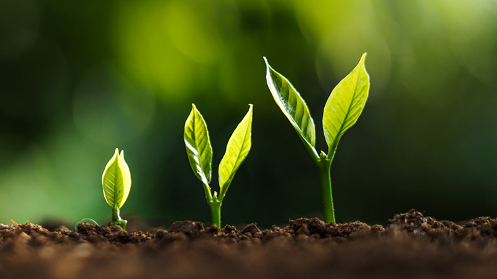 sprouts growing into plants