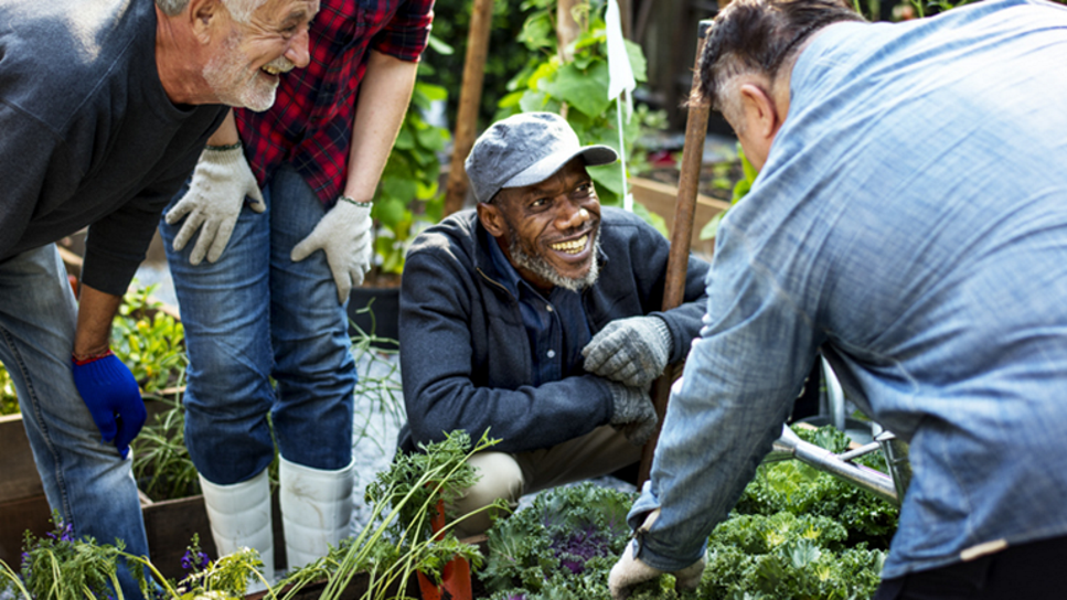 community food garden