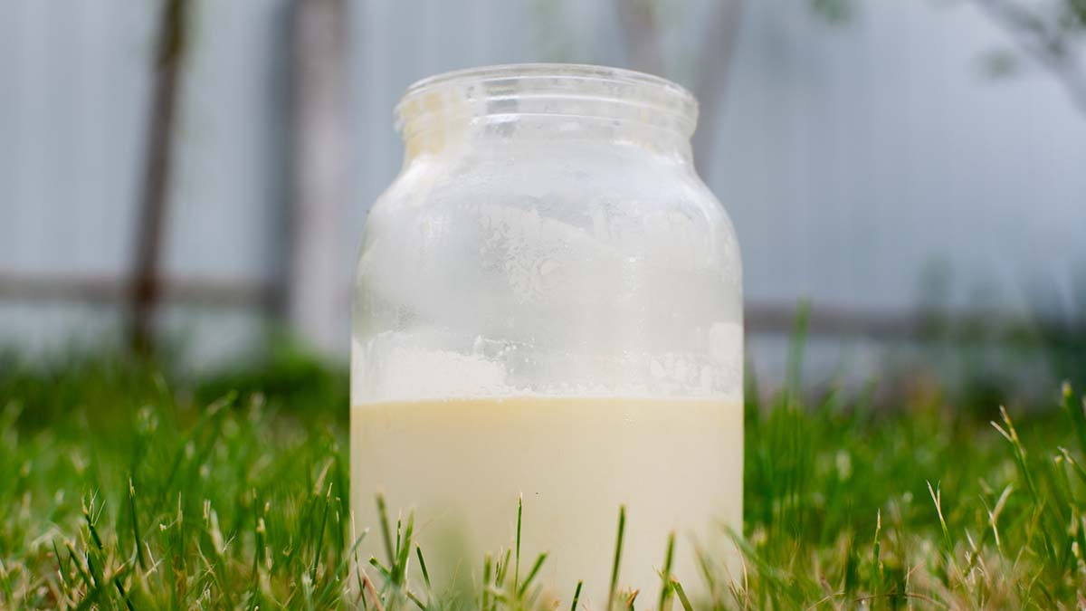 Raw Milk in a Mason Jar